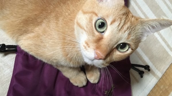 上目遣いで飼い主を見つめる茶トラ猫の可愛い表情