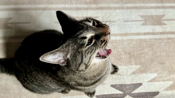 大きなあくびをしながらおしゃべりしているようなキジトラ猫