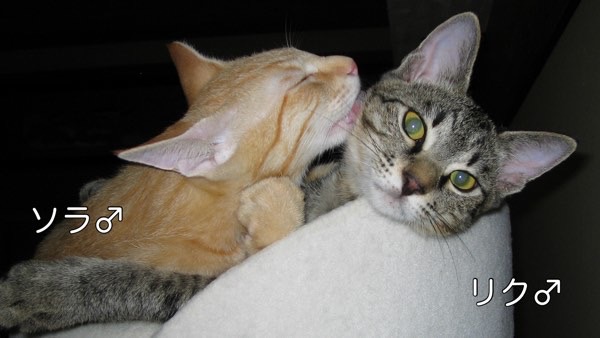 保護猫団体から迎えた頃の兄弟猫ソラとリクの仲良しな姿