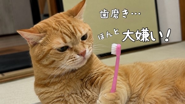 歯ブラシを見つめながら歯磨きを嫌がる茶トラ猫